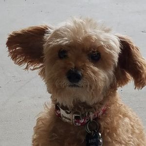 Meet your Posher, Laury